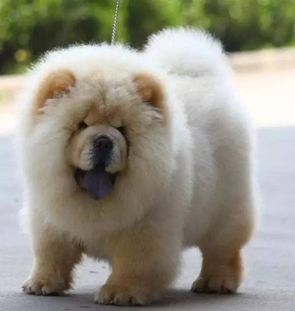 猫房臭是什么原因?揭秘猫咪生活空间的异味之谜